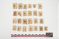 Foto von Astragalknochen (NHMW-PRAE-025128)
